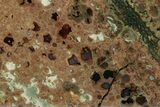 Polished Rainforest Jasper (Rhyolite) Section - Australia #221935-2